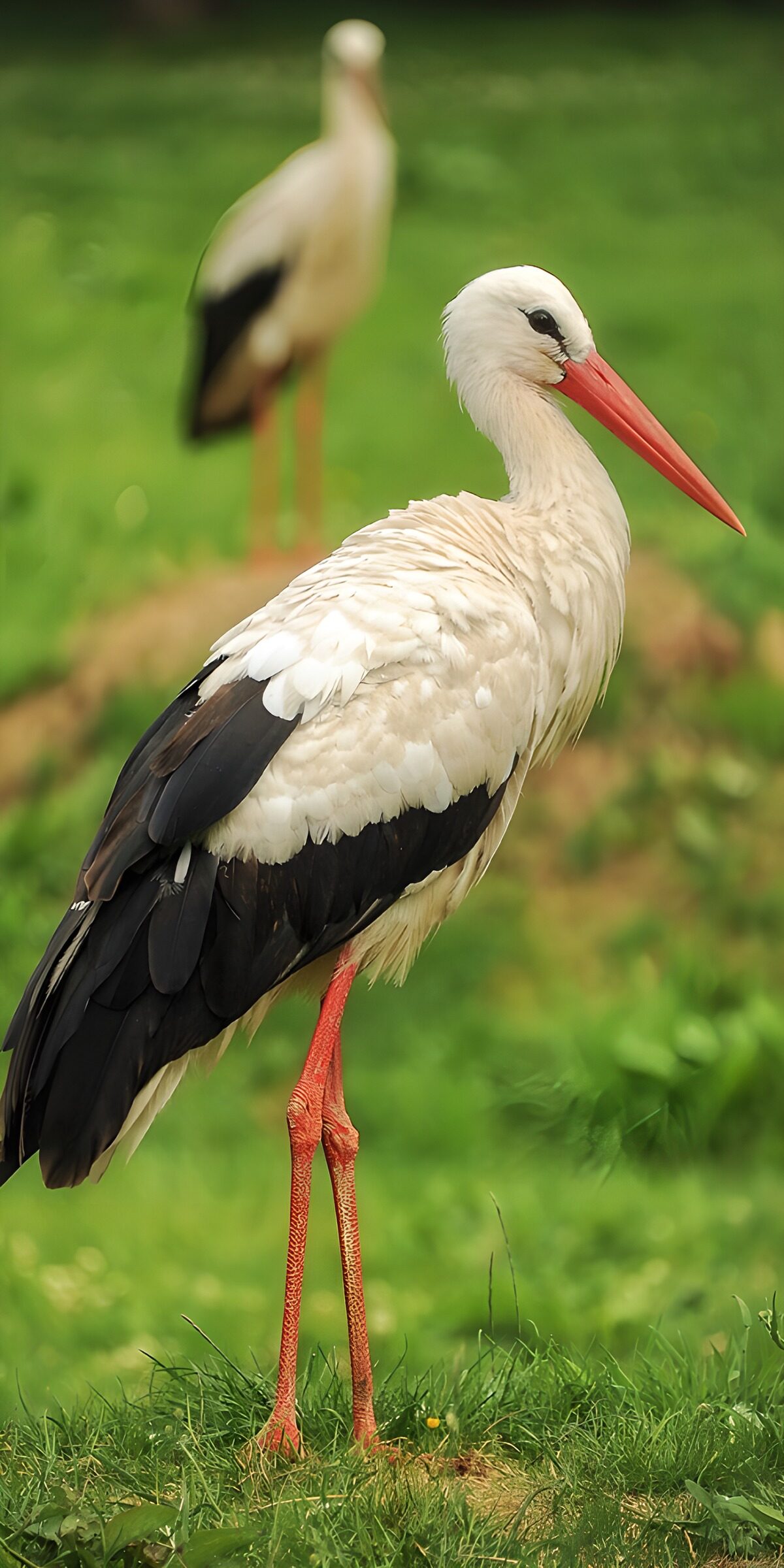 Majestic Stork in Nature