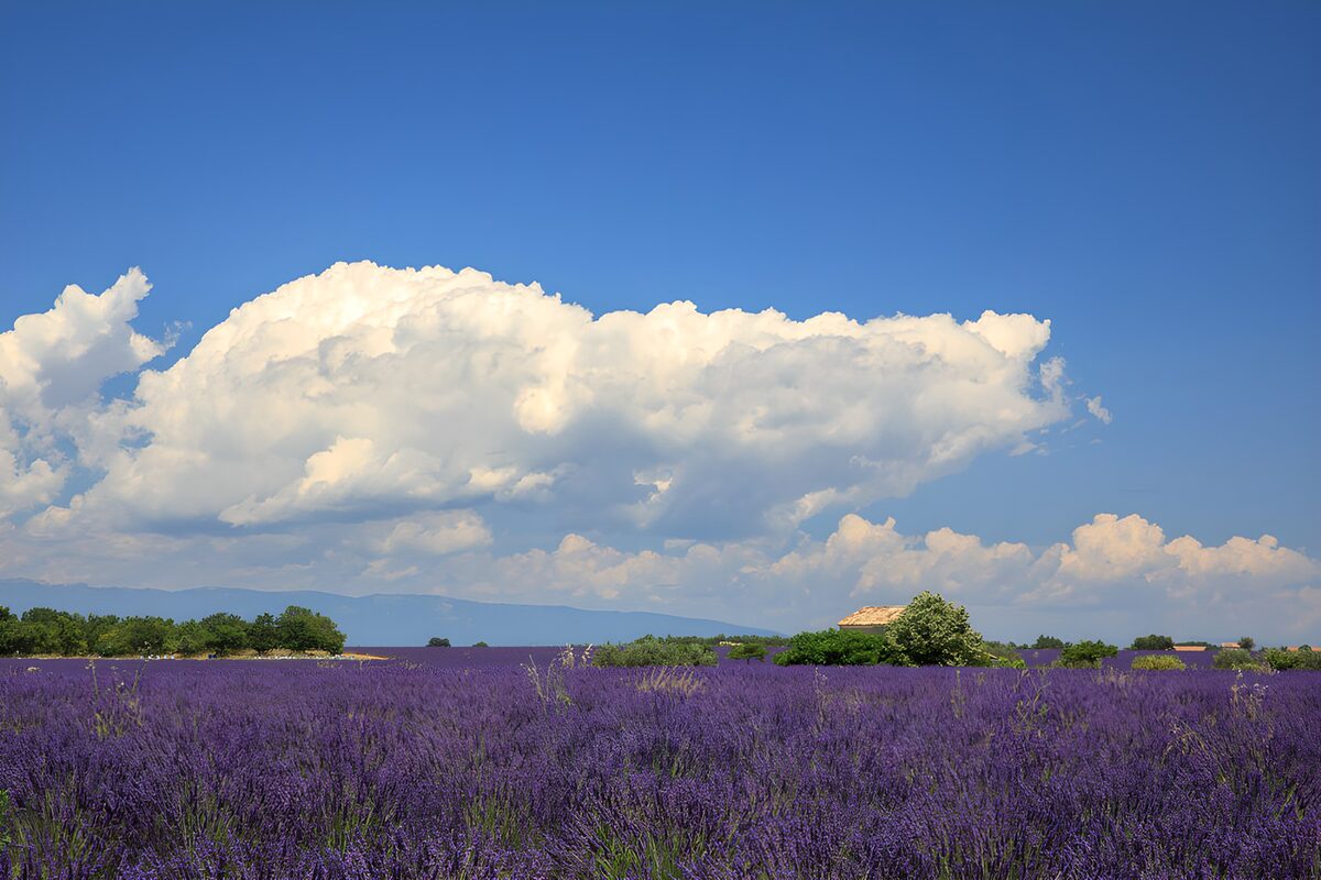 Lavender Field Under a Blue Sky