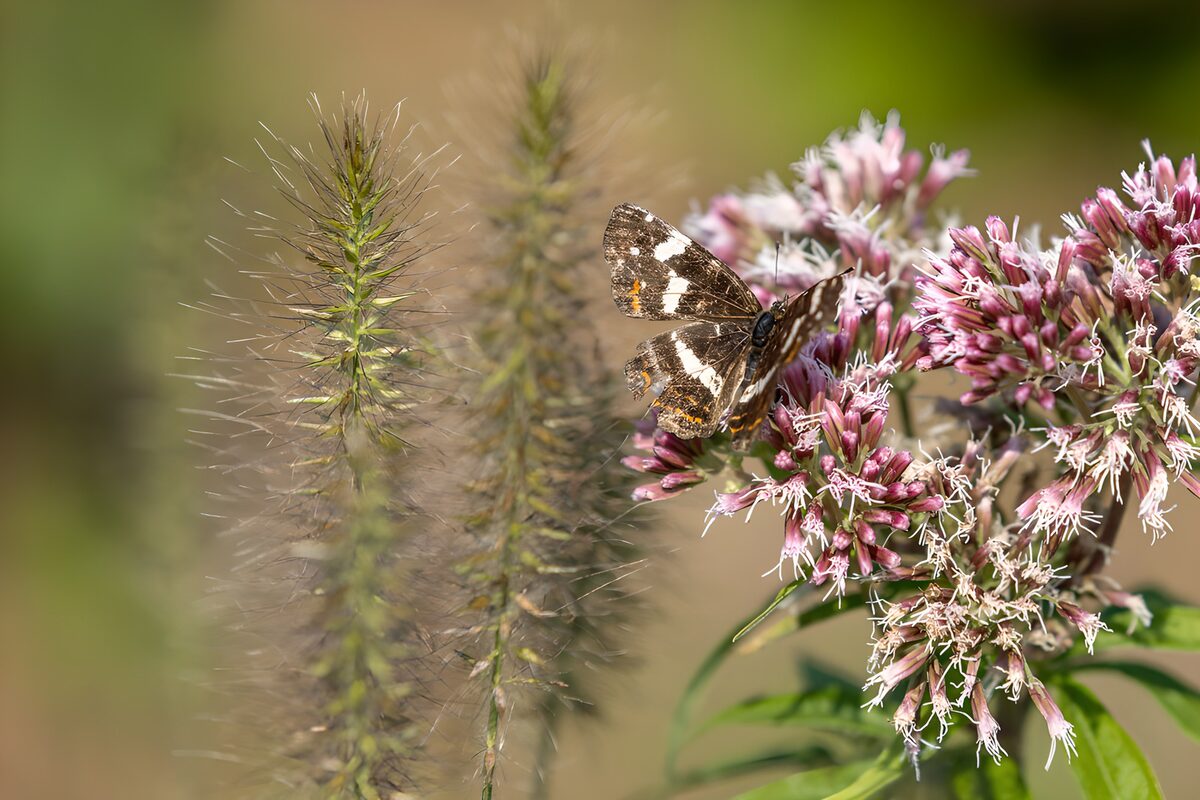 Butterfly on Blooming Flowers