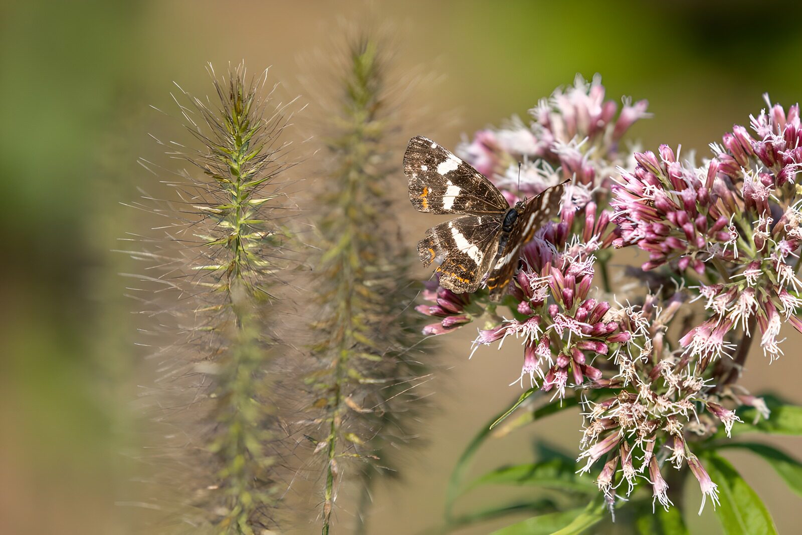 OCCOM6579436: Butterfly on Blooming Flowers