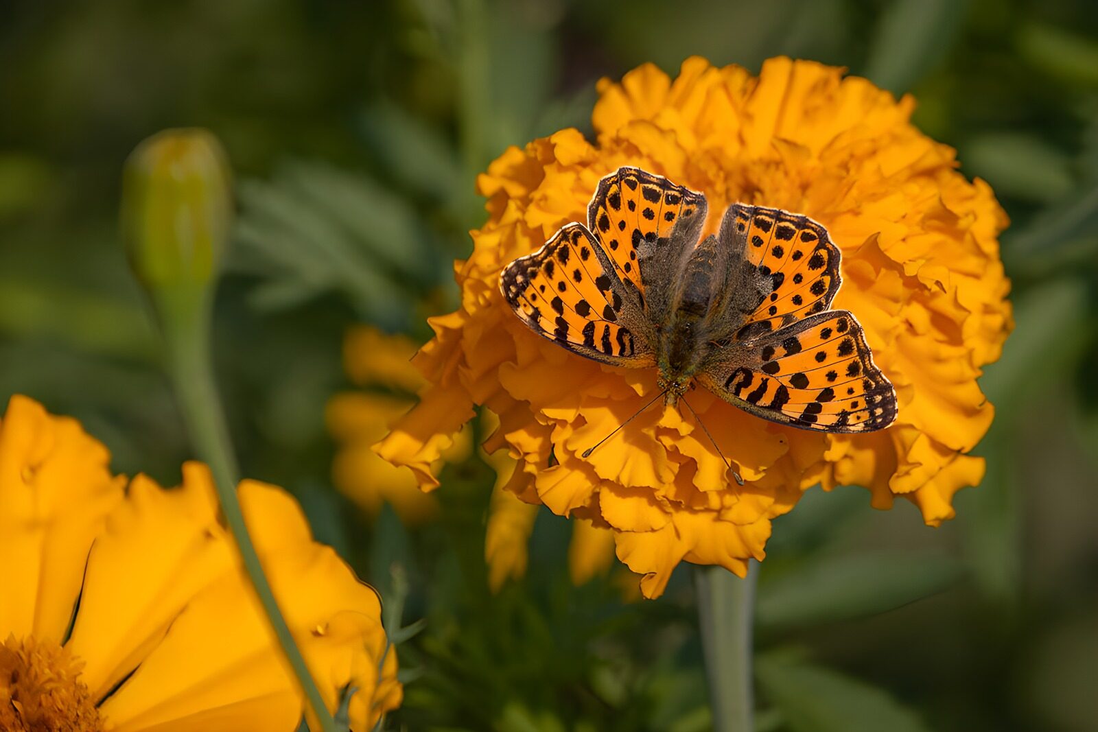 OCCOM5379808: Vibrant Butterfly on Marigold Flower