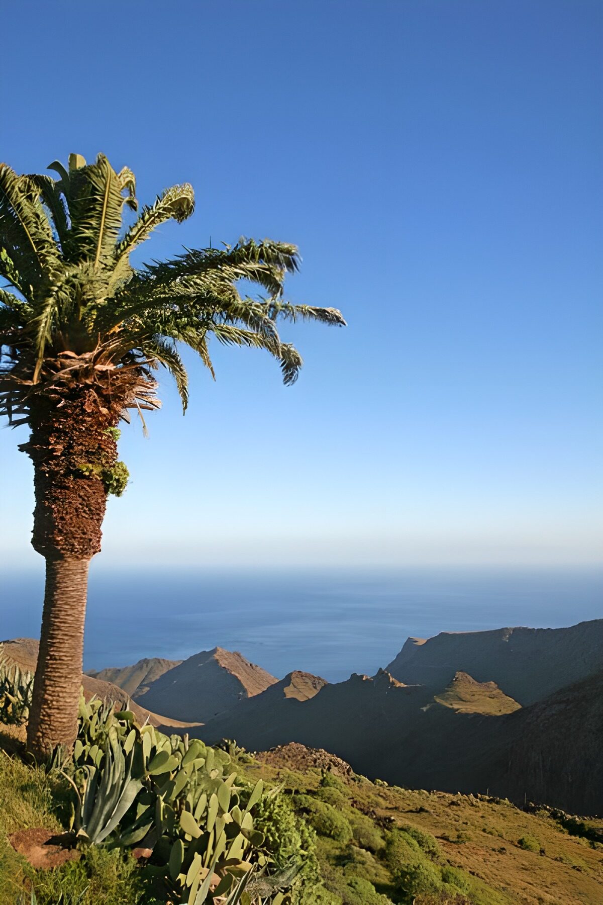 OCCOM4026900: Majestic Palm Overlooking the Ocean