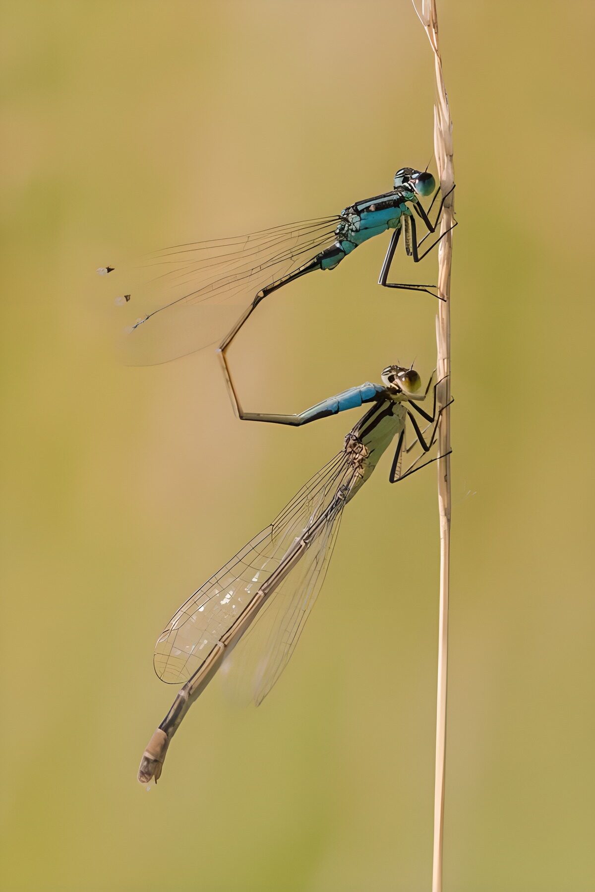 Elegant Dragonflies in Harmony