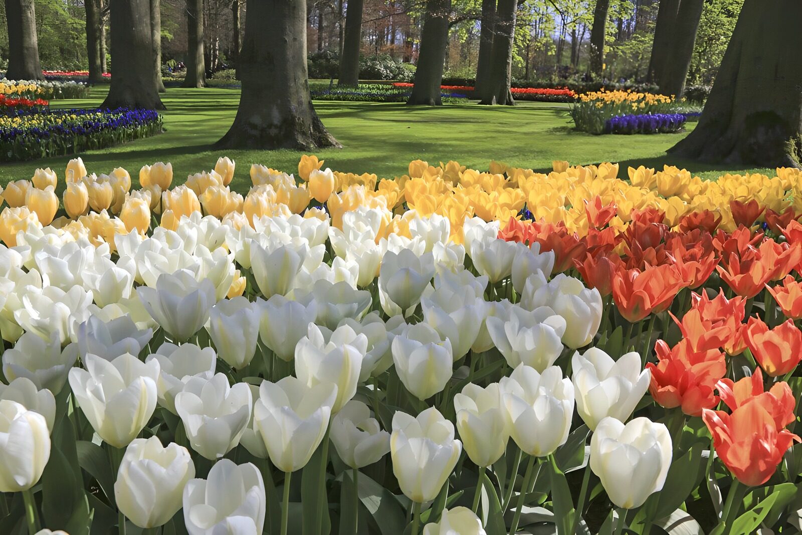 OCCOM5935475: Vibrant Tulip Garden in Full Bloom