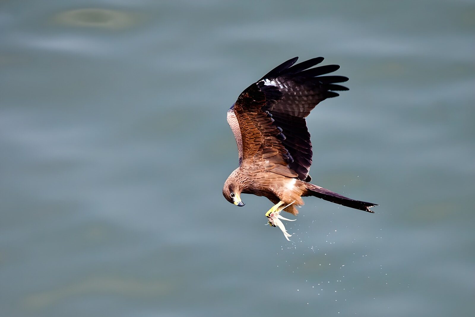 OCCOM1429515: Majestic Hawk in Ascent