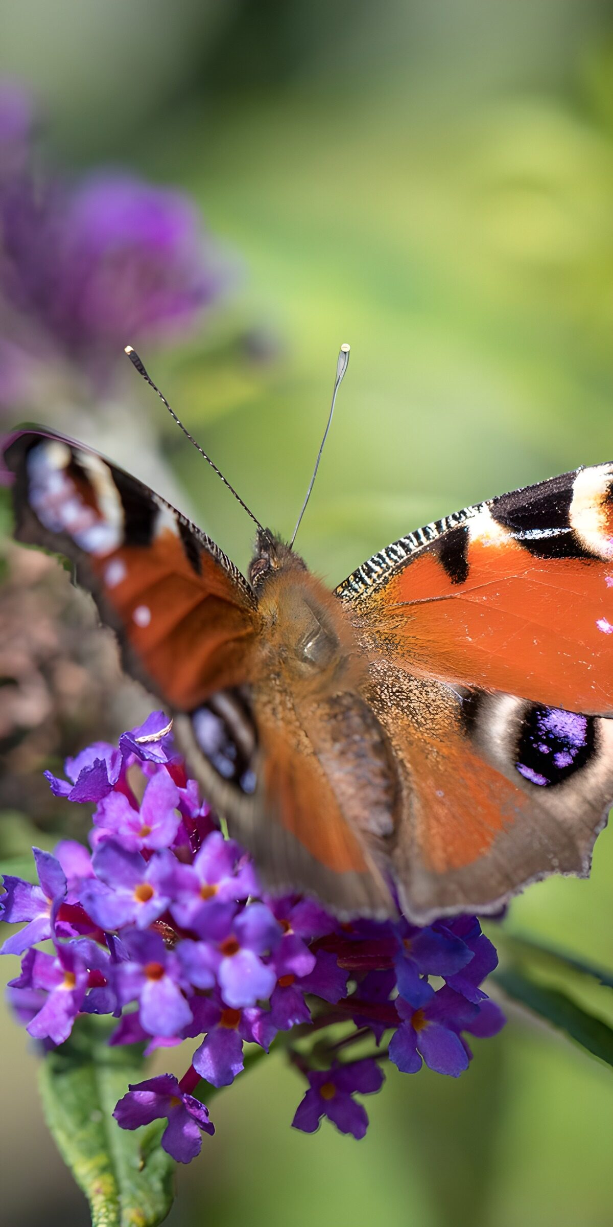OCCOM7844863: Vibrant Butterfly on Blooming Flowers