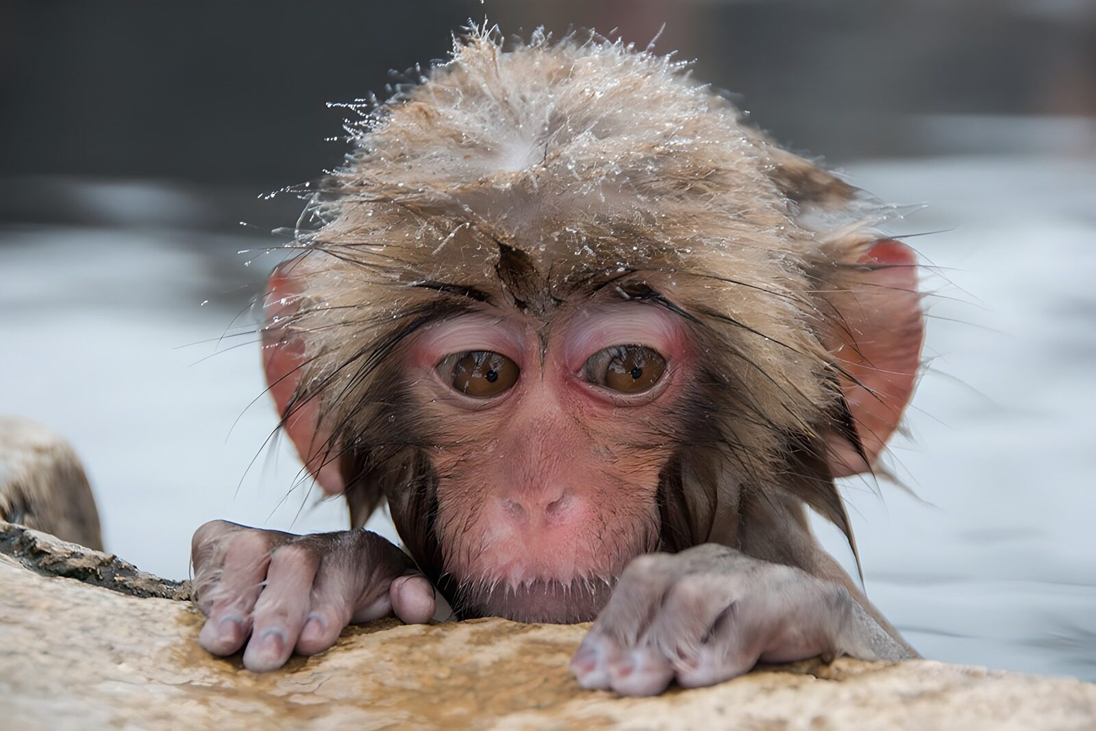 OCCOM3678744: Curious Young Monkey by the Water
