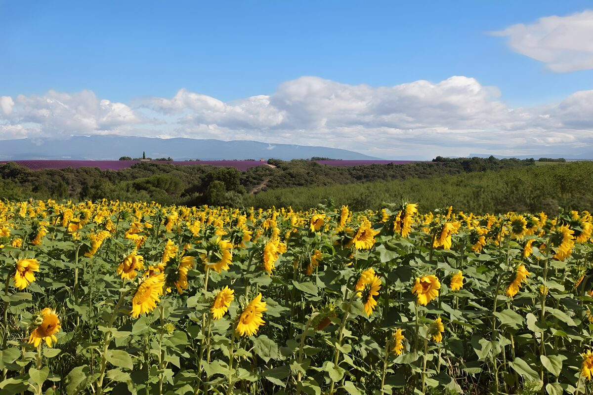 Golden Sunflowers Under a Blue Sky