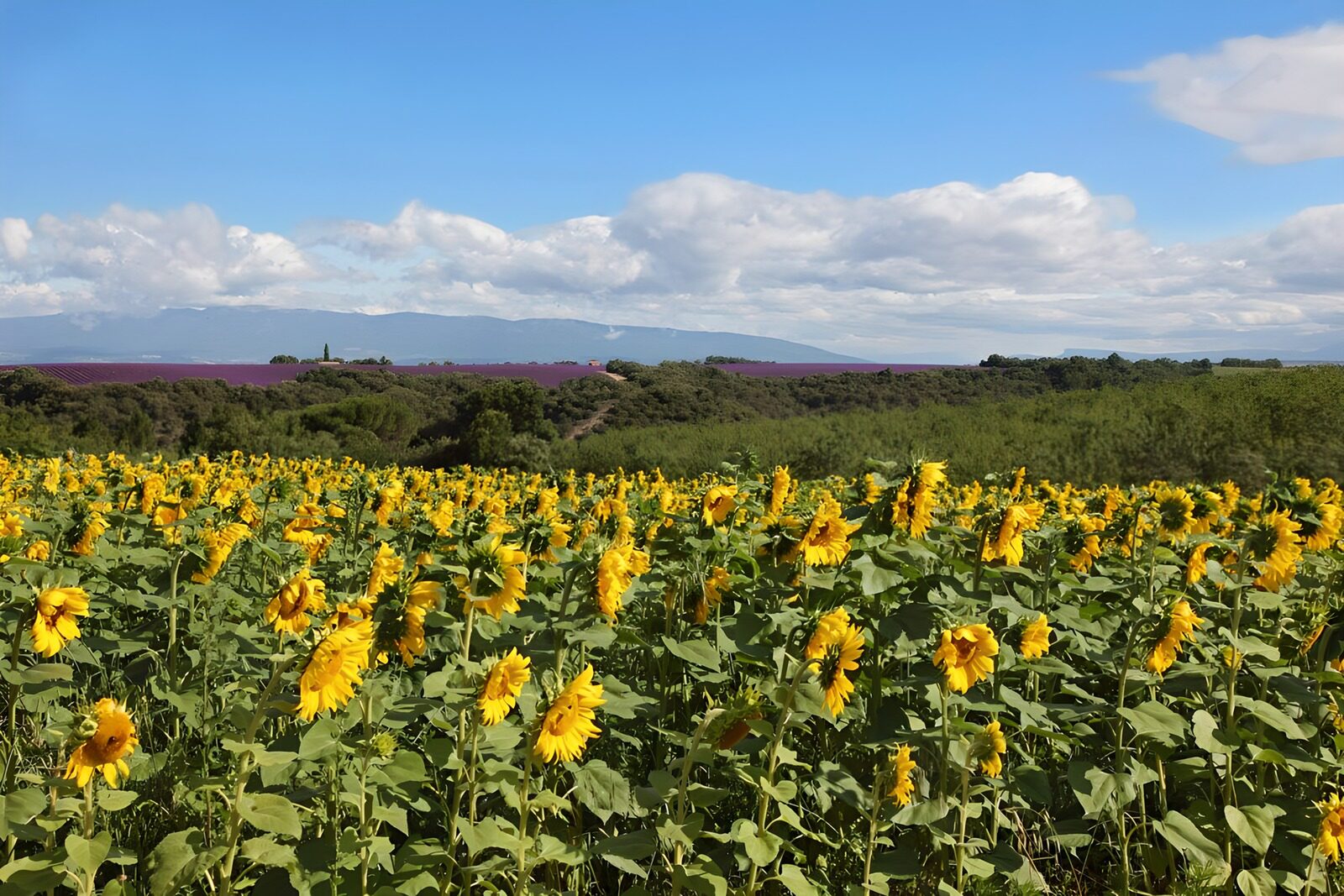 OCCOM8940072: Golden Sunflowers Under a Blue Sky