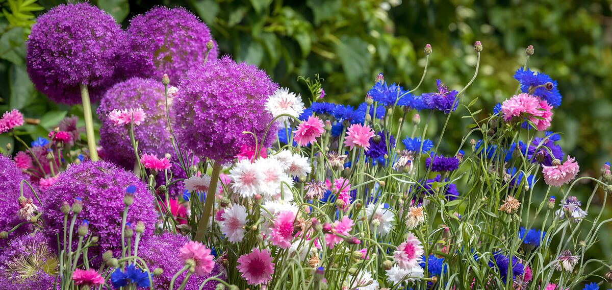 OCCOM6659821: Vibrant Spring Flower Garden