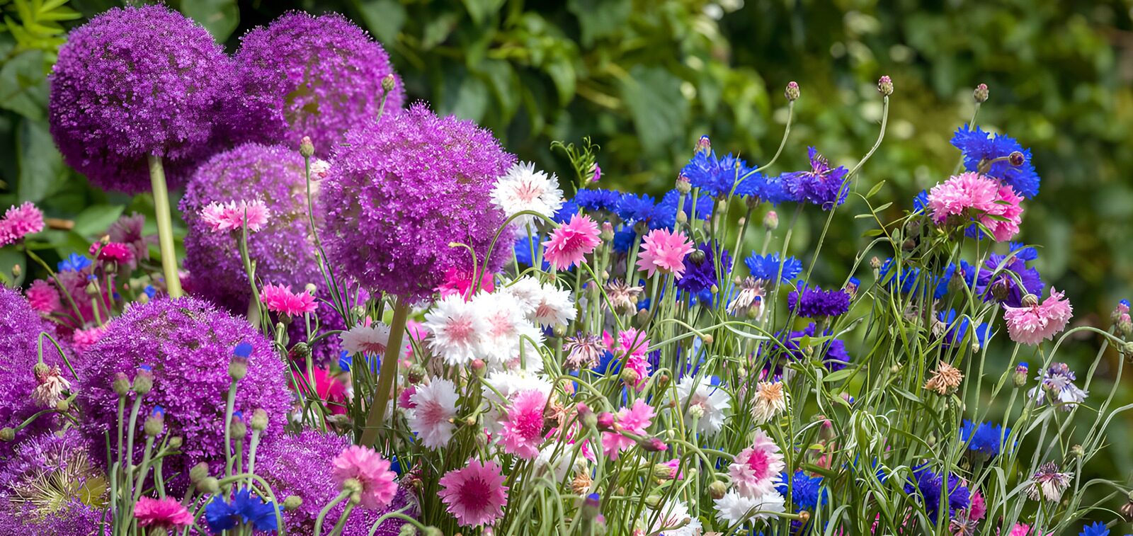 OCCOM6659821: Vibrant Spring Flower Garden