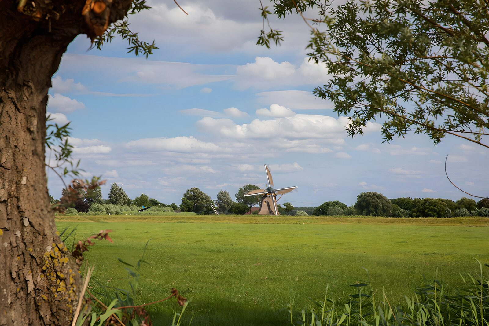 OCCOM5012554: Tranquil Dutch Windmill Scene