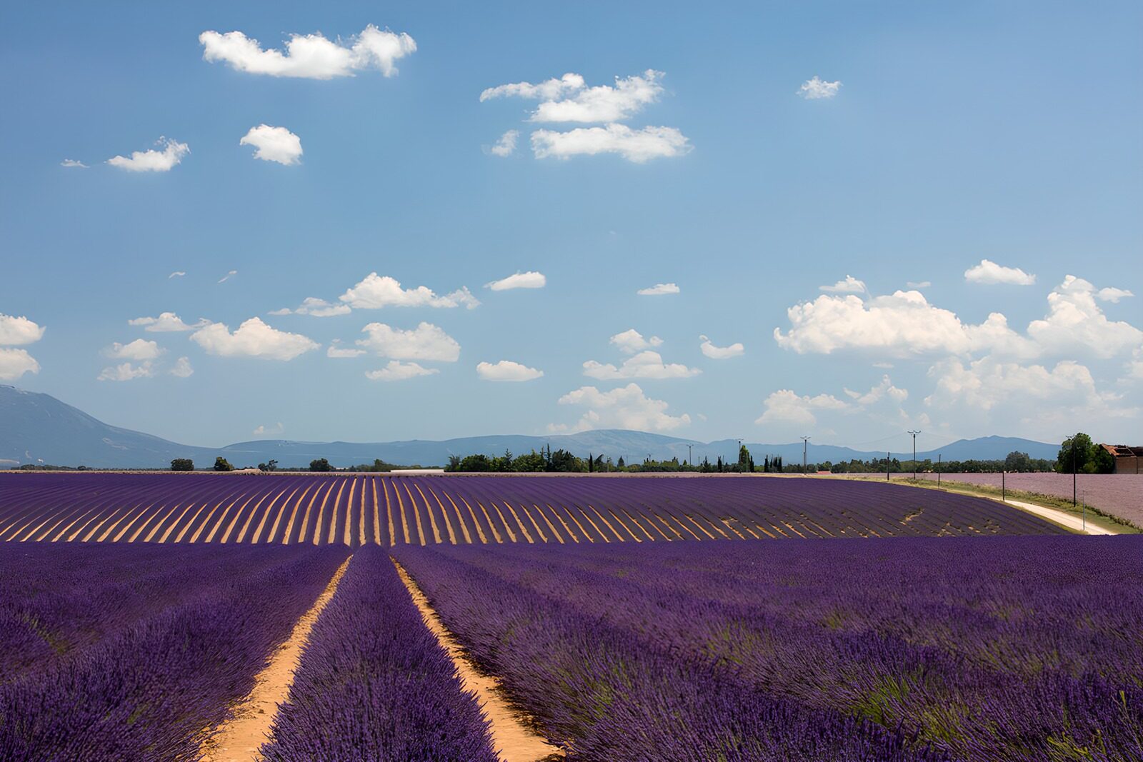 OCCOM8239704: Lavender Fields Under a Bright Sky