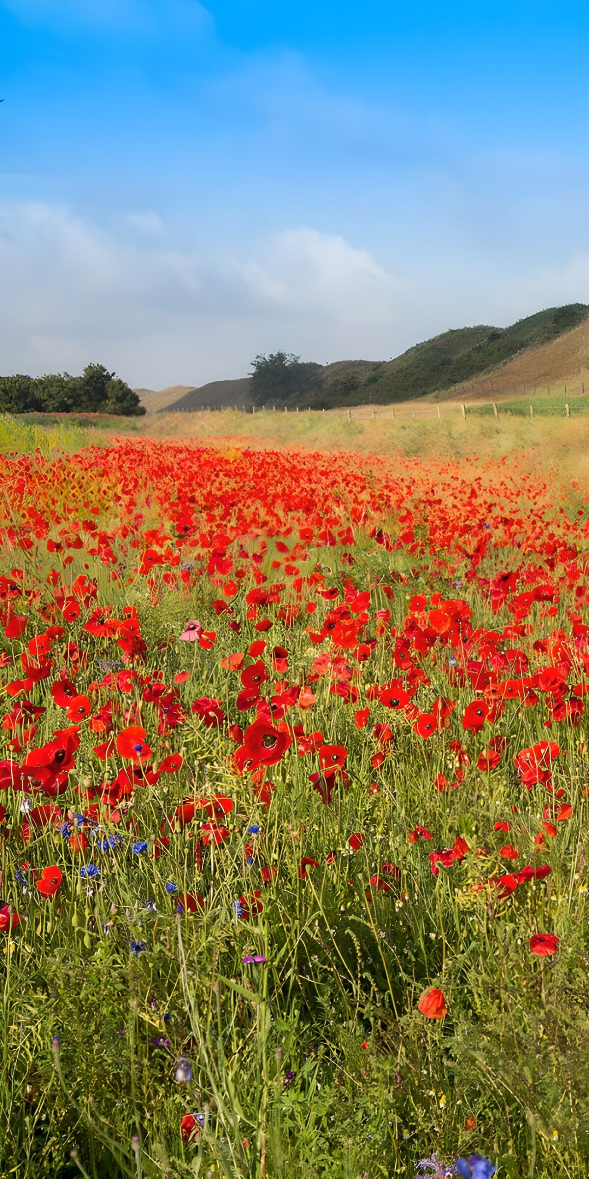 OCCOM8594218: Field of Vibrant Poppies