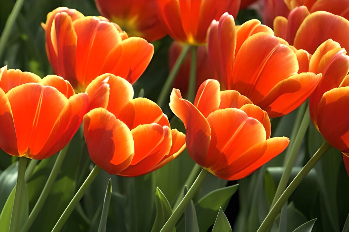 Vibrant Orange Tulips in Bloom
