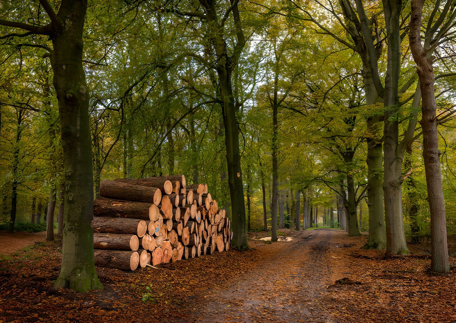 OCCOM9848957: Stacked Logs in Autumn Forest