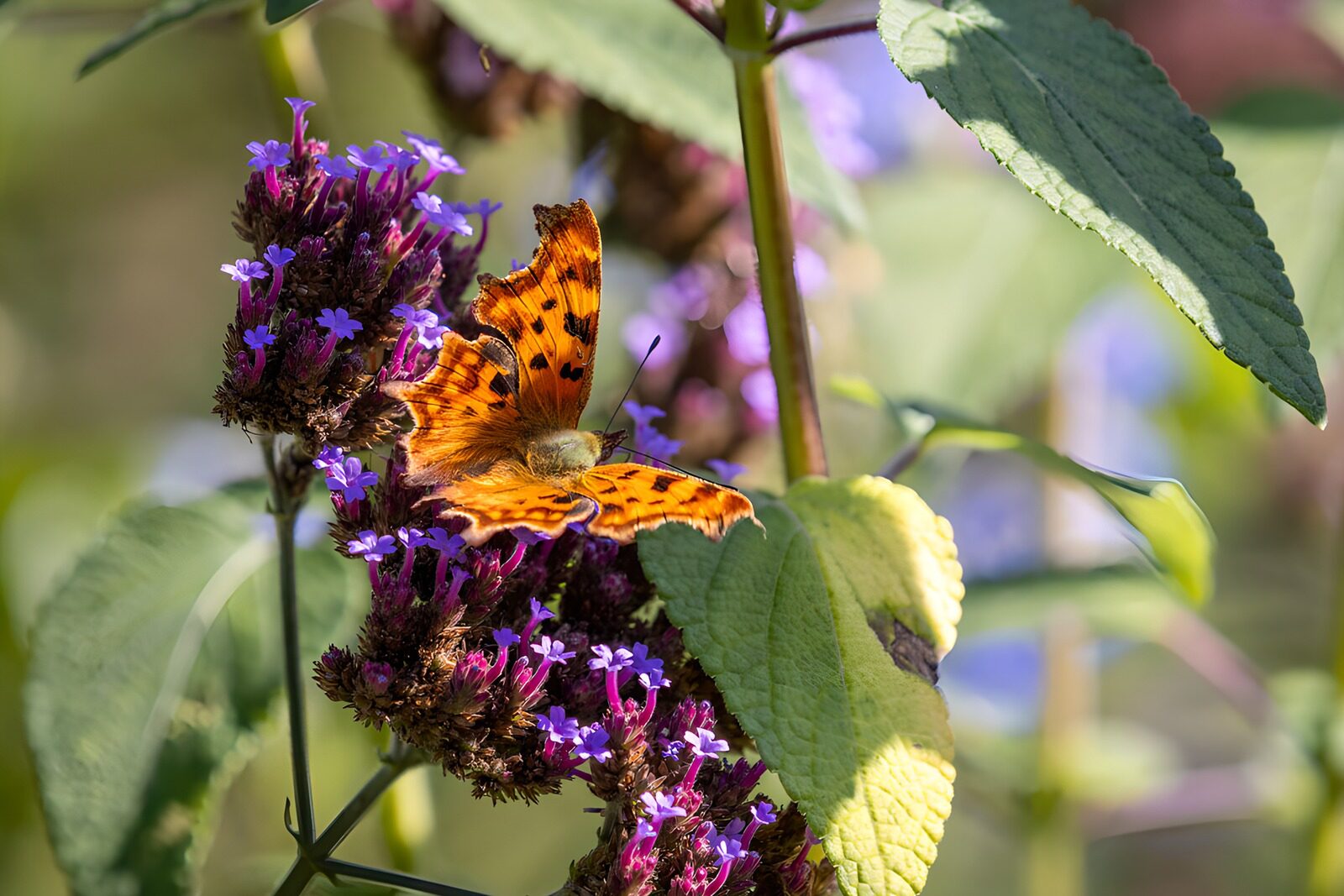 OCCOM3125189: Vibrant Butterfly on Colorful Blooms