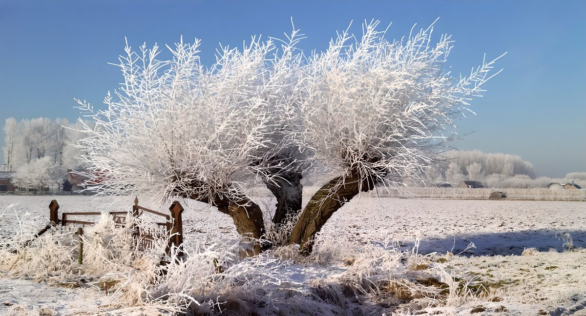 Frosty Serenity in Winter Landscape