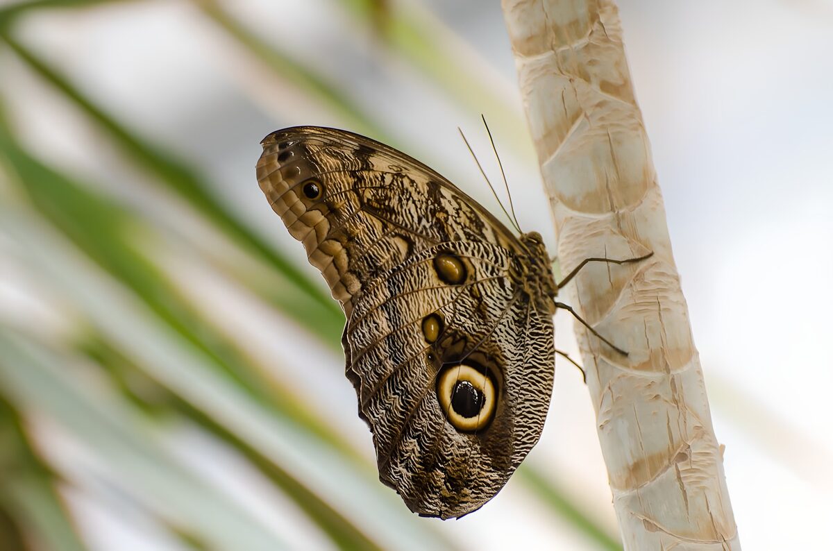 Majestic Owl Butterfly Perched