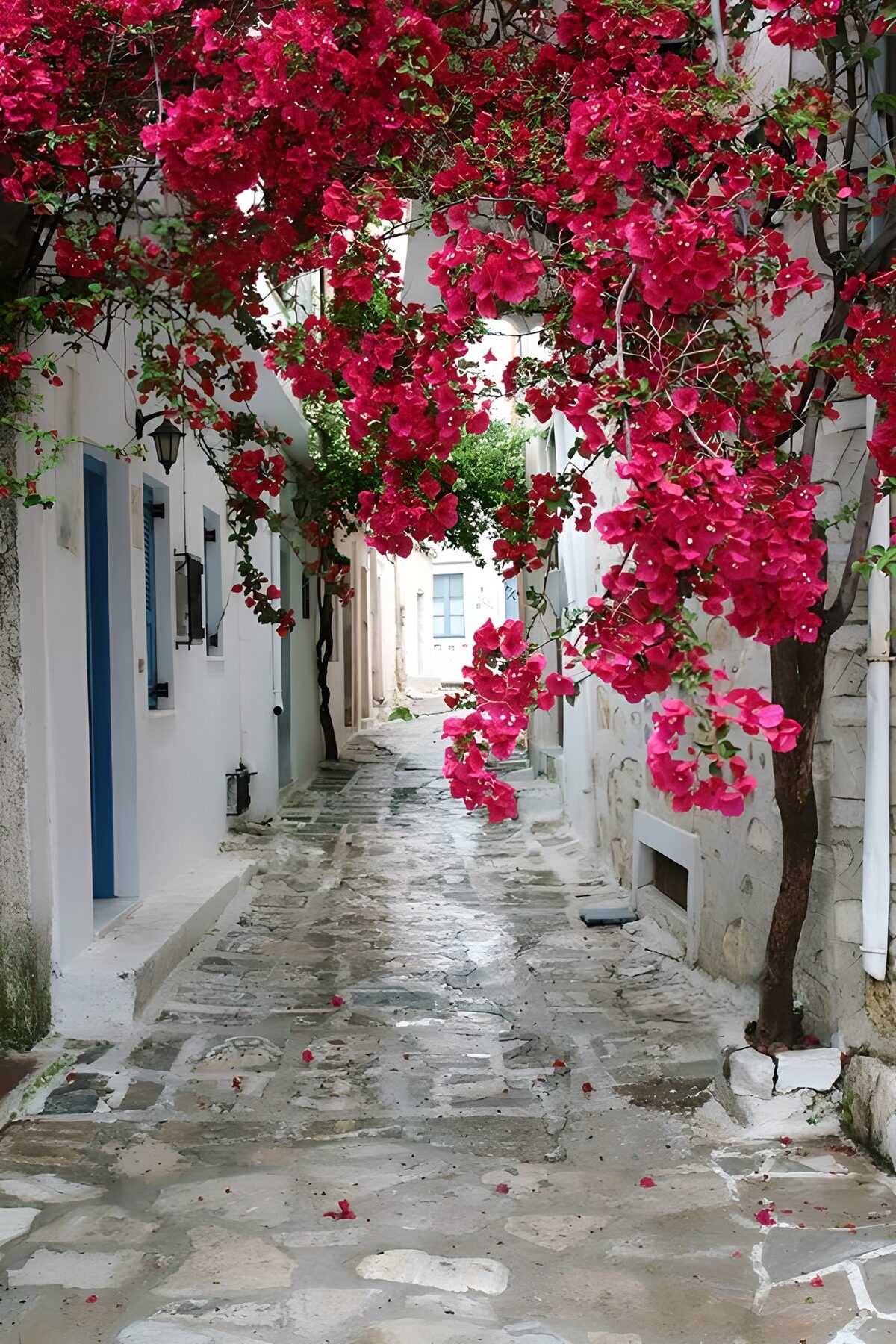 OCCOM3708837: Blossoming Alleyway of Tranquility