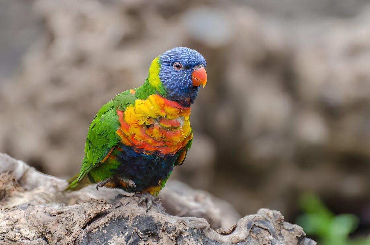Vibrant Rainbow Lorikeet