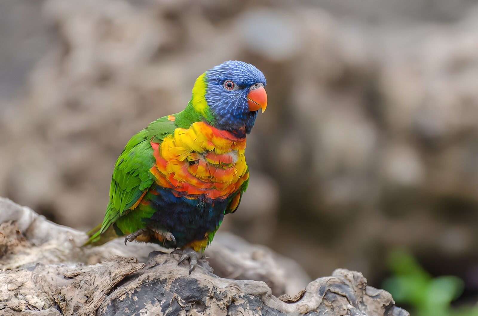 OCCOM9206149: Vibrant Rainbow Lorikeet