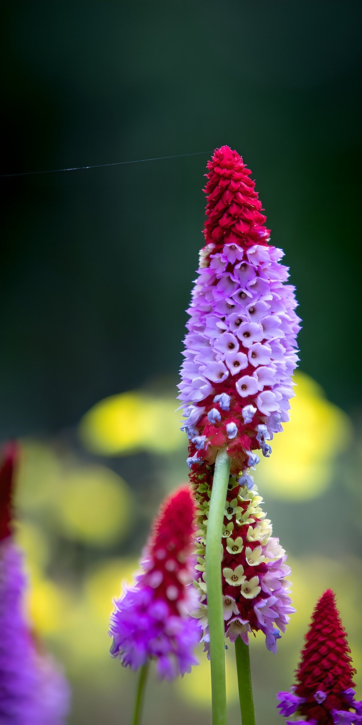 OCCOM4017520: Vibrant Cluster of Wildflowers