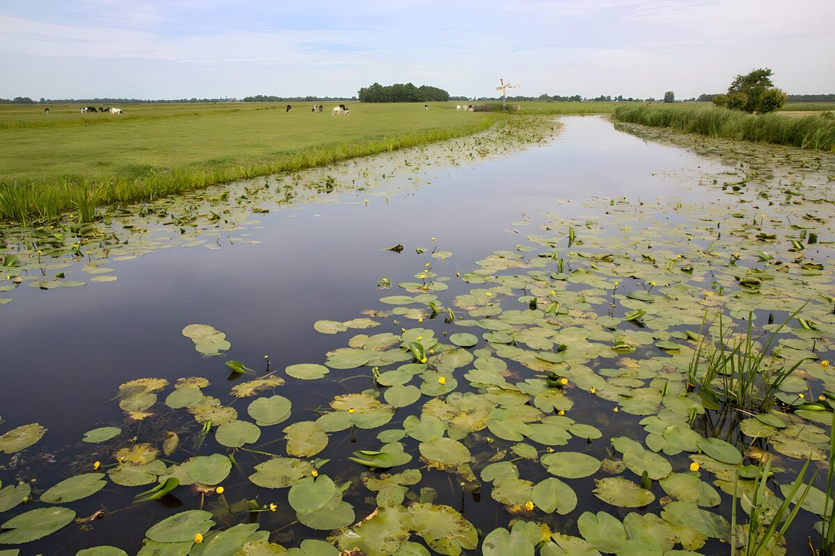 OCCOM1811985: Tranquil Waterway Among Green Pastures