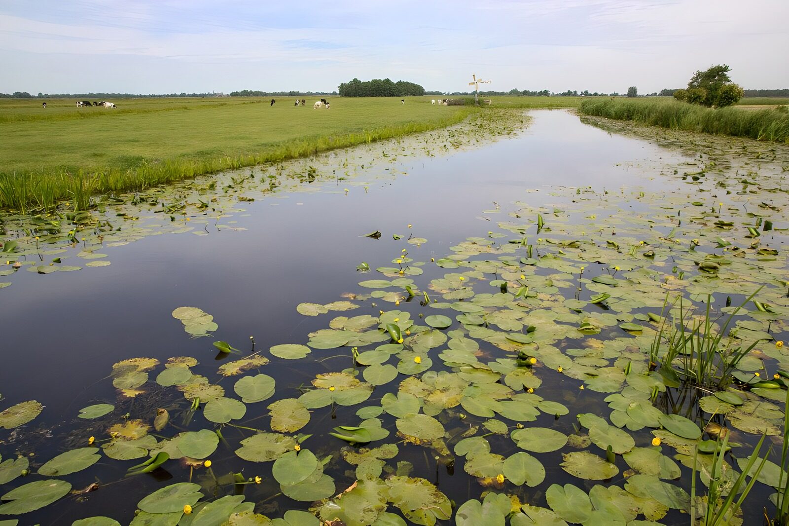 OCCOM1811985: Tranquil Waterway Among Green Pastures