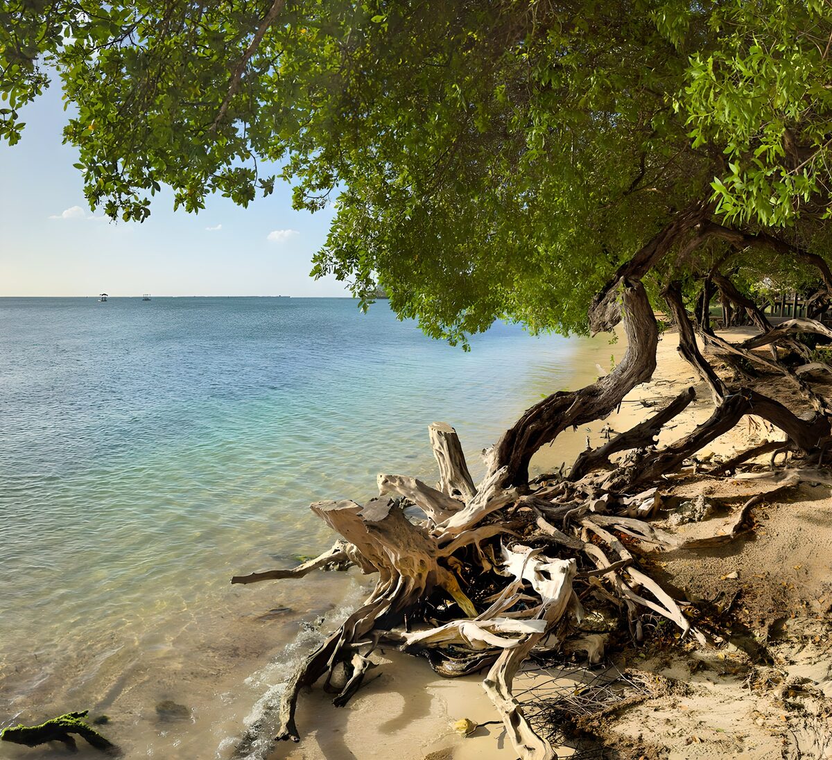 Tranquil Shoreline Landscape