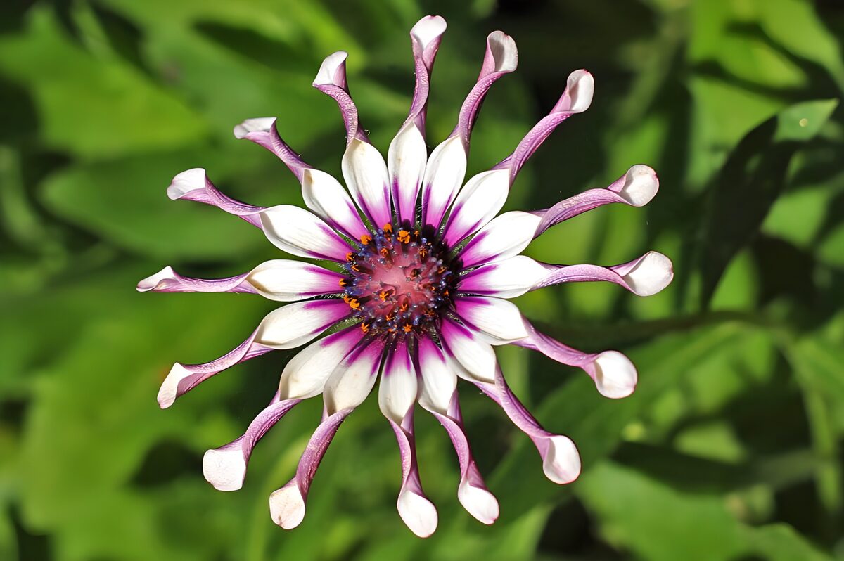 Stunning Flower with Unique Petals