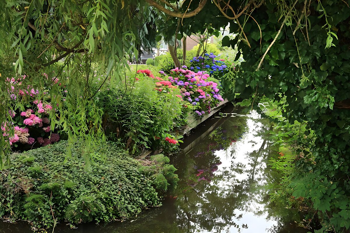OCCOM8186010: Tranquil Garden Reflection