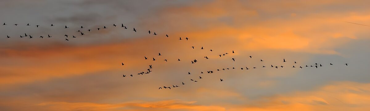 Evening Flight of Birds