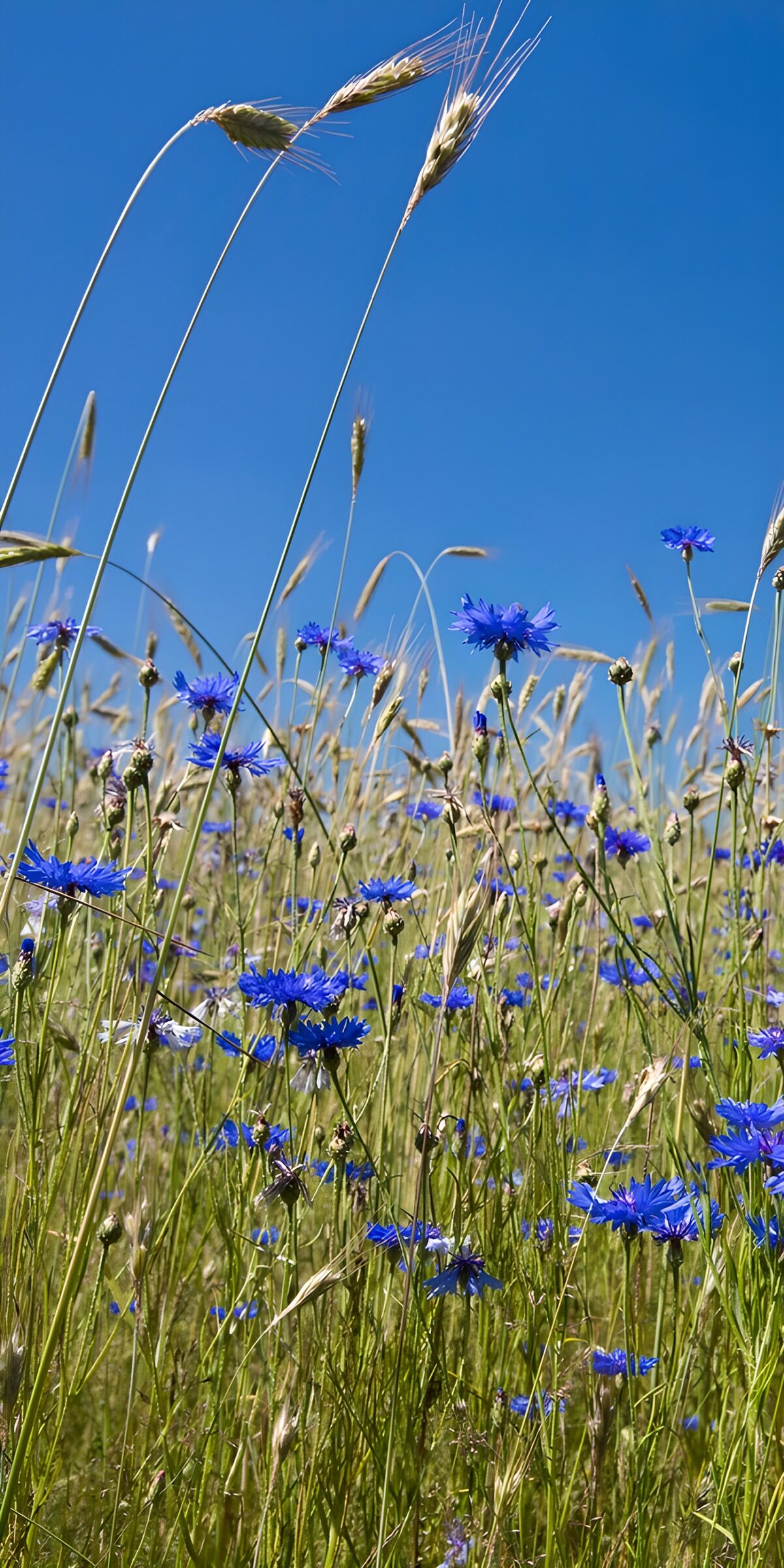 OCCOM8130745: Blue Cornflowers in a Summer Meadow