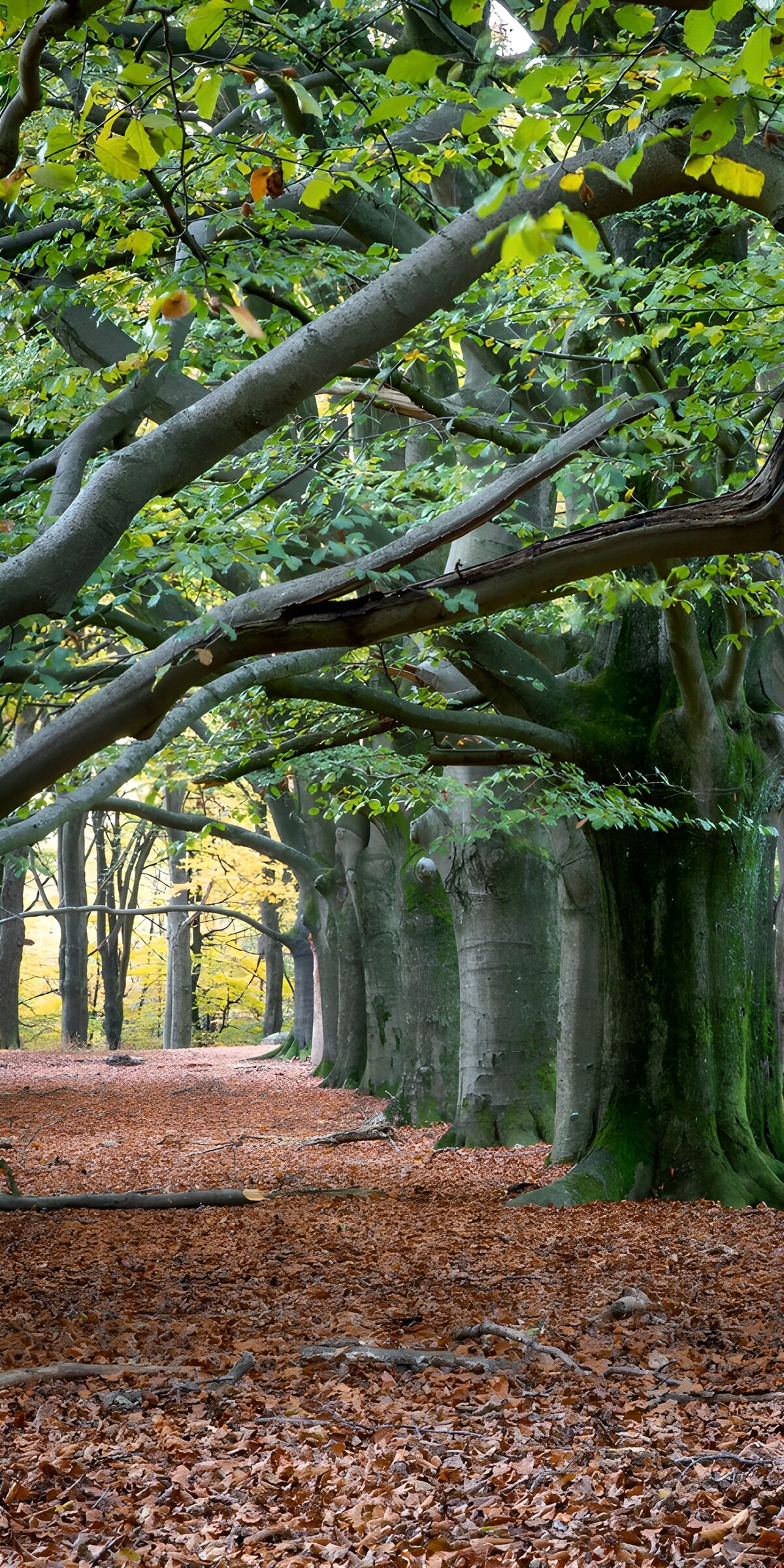 OCCOM6357016: Tranquil Autumn Forest Path