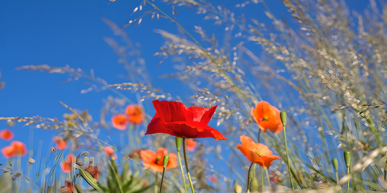 OCCOM2408239: Vibrant Poppy Field Under Clear Skies