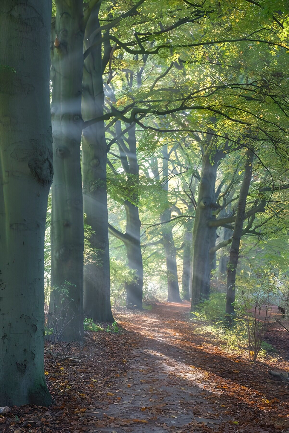 OCCOM9658940: Serene Forest Pathway