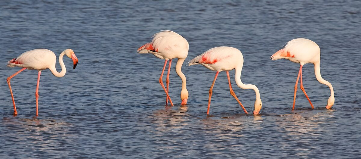 OCCOM7764667: Graceful Flamingos Feeding Together