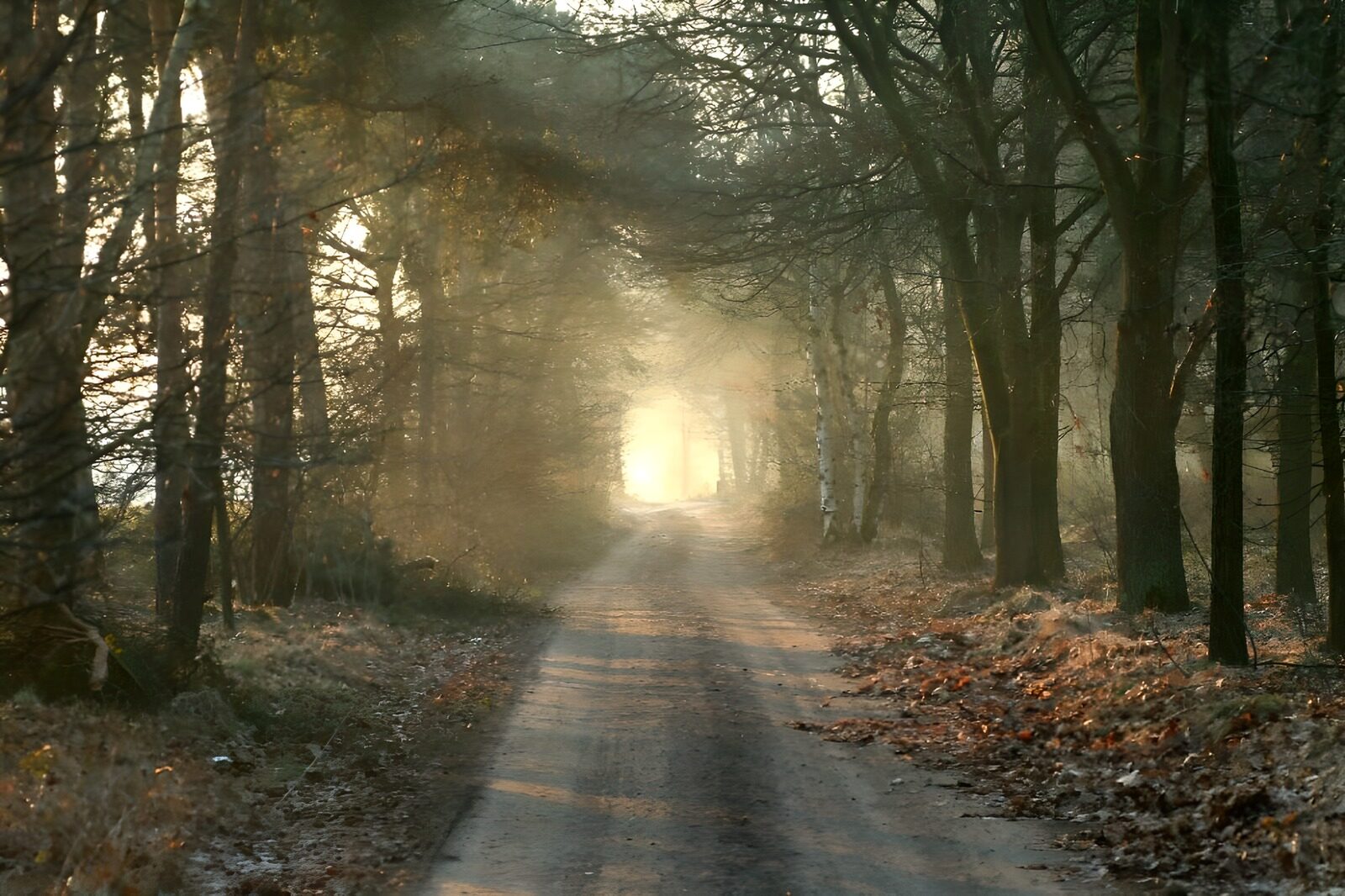 OCCOM4768846: Tranquil Forest Path at Dawn