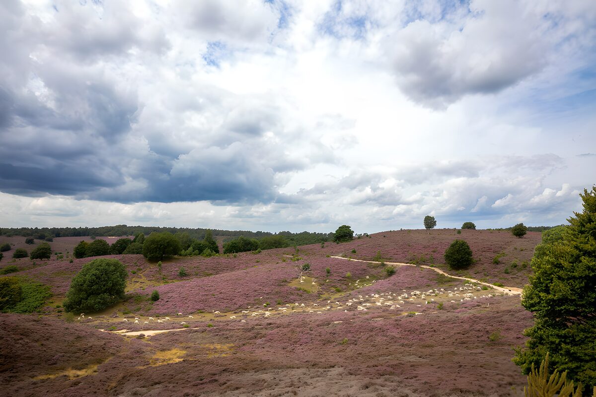 Serene Purple Heathland Landscape