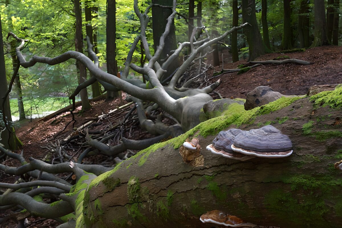 Enchanted Forest Flora