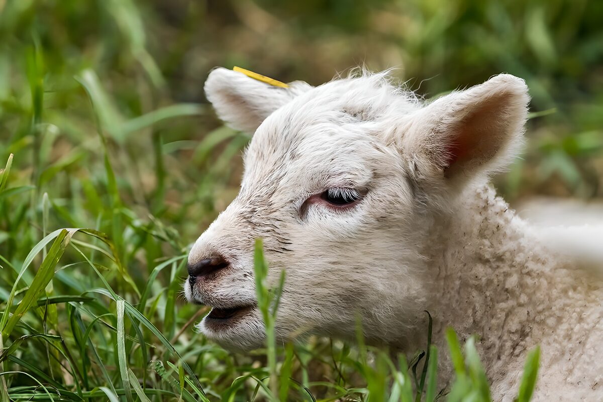 Curious Lamb in the Meadow
