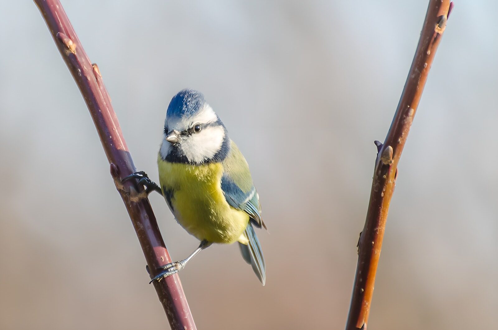 OCCOM3813468: Charming Blue Tit Perched Gracefully