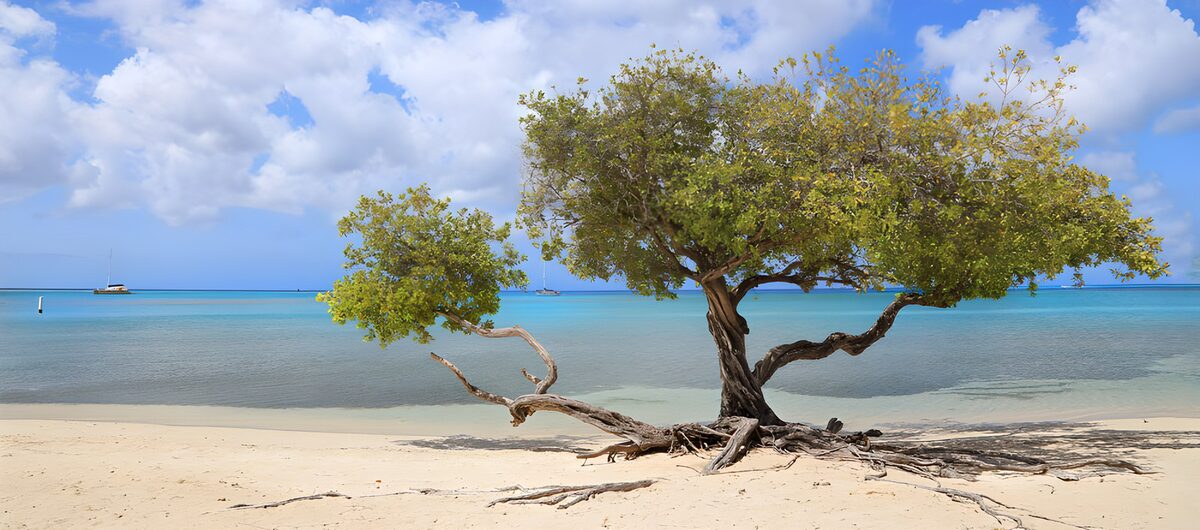 Solitary Tree by the Tranquil Sea