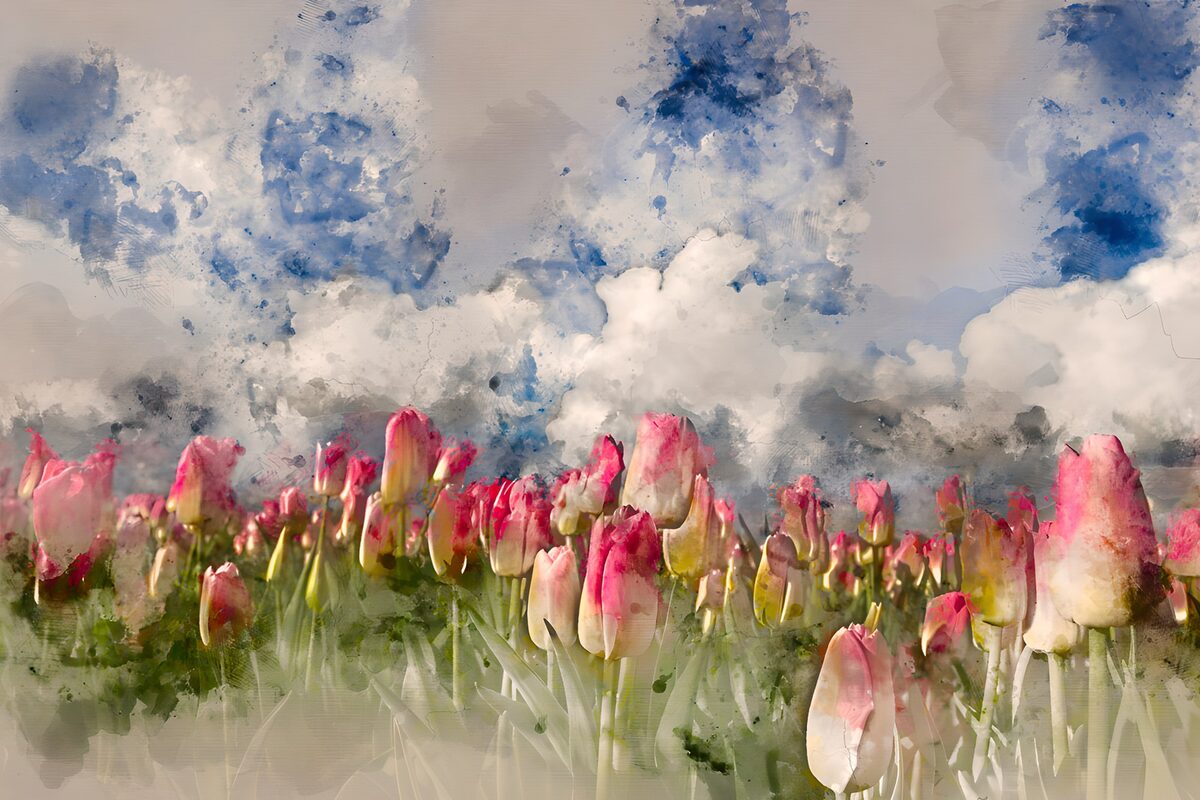 Tulip Fields Under a Cloudy Sky