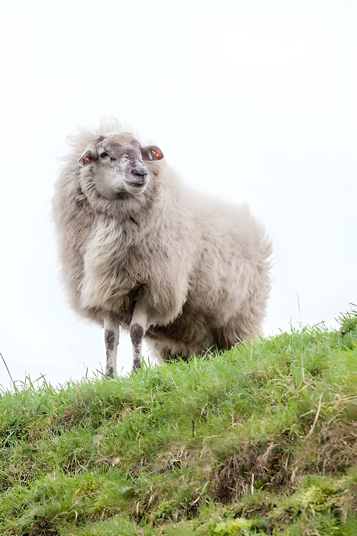 OCCOM3189971: Curious Sheep on a Hill