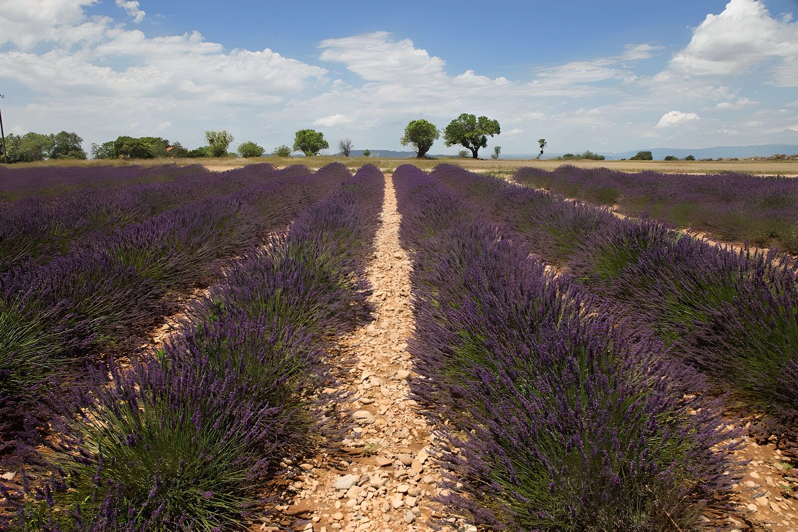 OCCOM1344622: Fields of Lavender Under Blue Skies