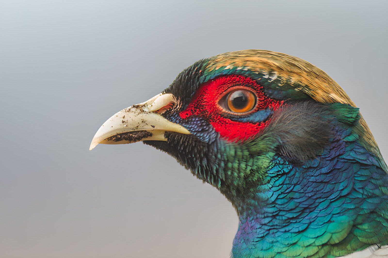 OCCOM1541482: Colorful Portrait of a Bird