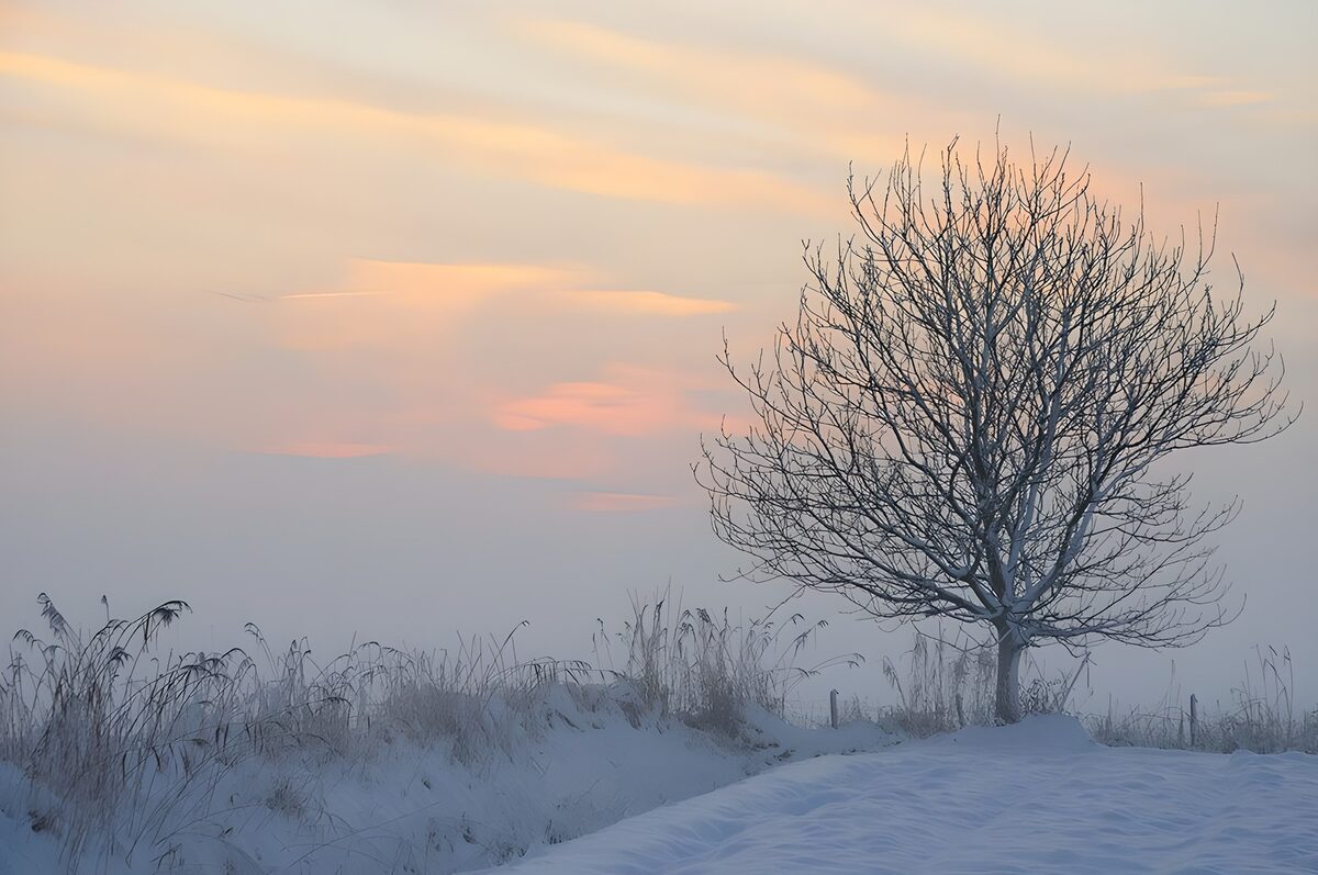 Winter's Embrace
