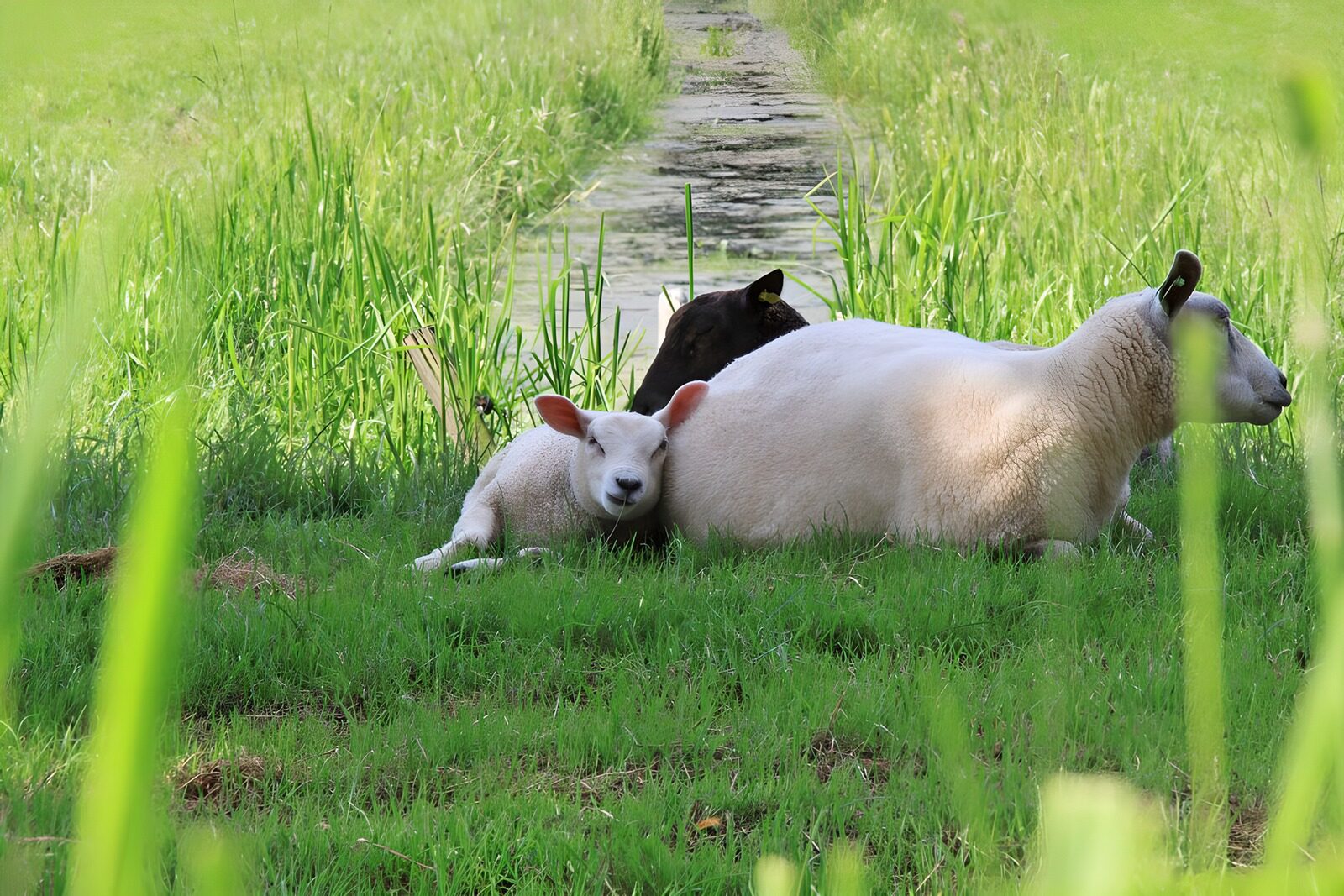 OCCOM5533113: Peaceful Moments in the Meadow
